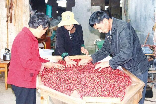 松山村：党建引领咖啡产业红