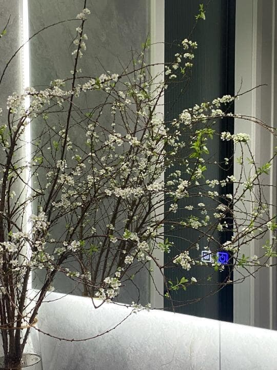 干枝雪柳养护指南：从修剪到增湿，一夜花开绽放的奥秘