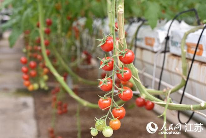江苏连云港：“空中番茄”种出科技范儿