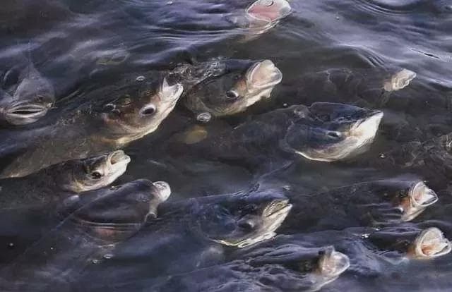 解析鱼类的浮头和泛池：缺氧往往给养鱼带来毁灭性的打击