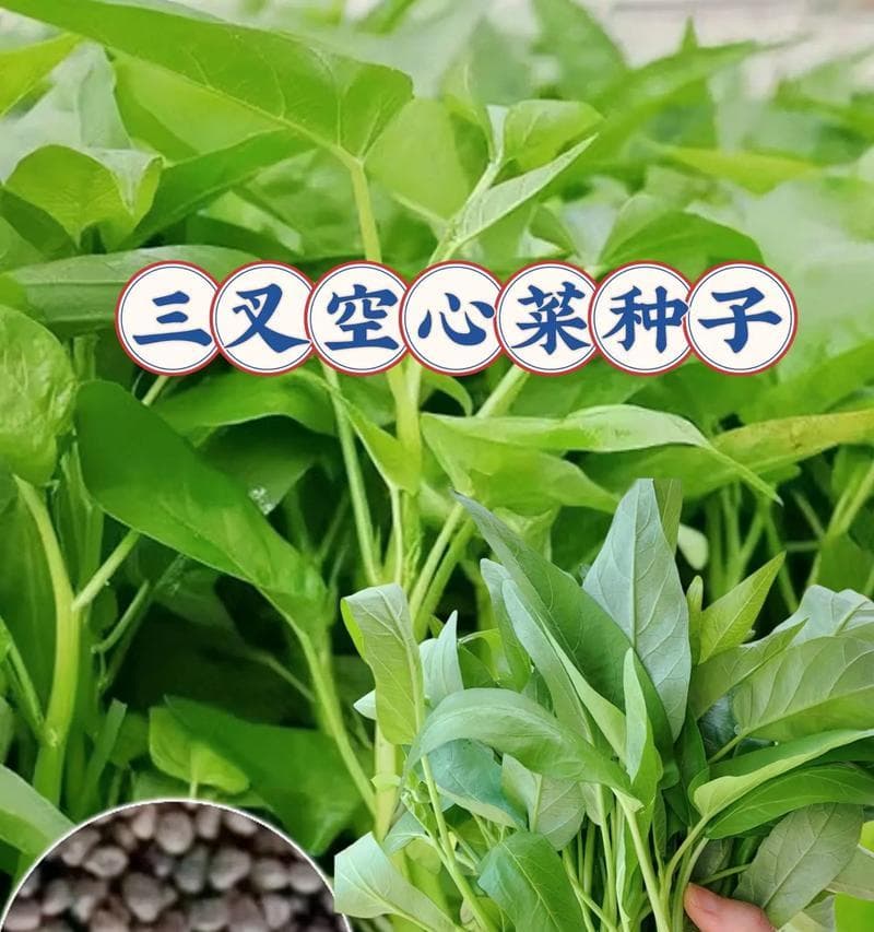 空心菜种植指南：从土壤选择到病虫害防治的全方位技巧