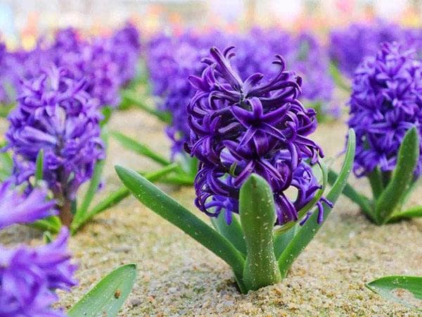 秋天种朱顶红何时发芽开花