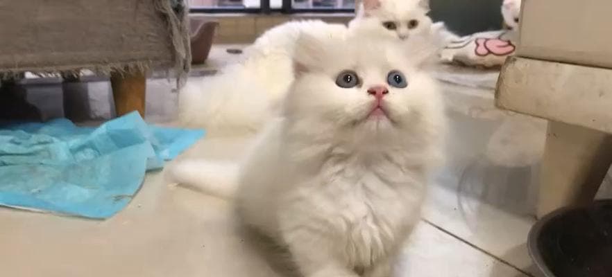 3个多月小猫的成长之路（探究小猫的生理和心理发展）