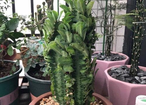 龙骨开花吗 开什么样的花