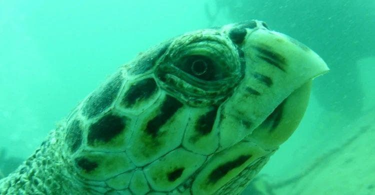 守护波斯湾生物多样性——卡塔尔海龟生存现状和挑战