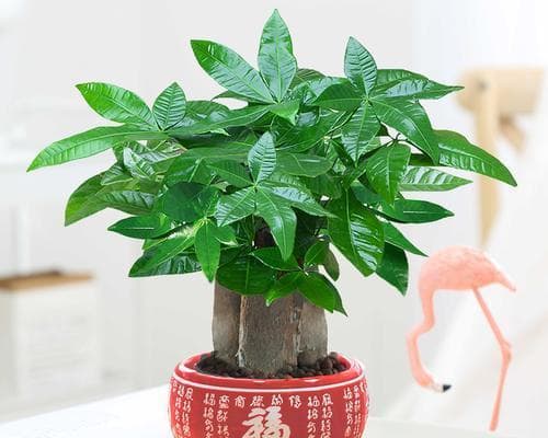 发财树室内养护完全指南：从品种选择到日常护理