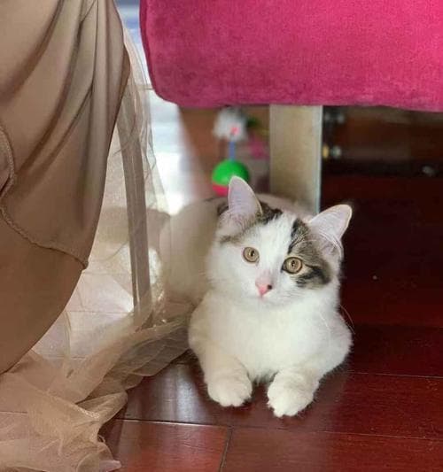 寻找猫咪的探险之旅（探索猫咪可能躲藏的13个地方）