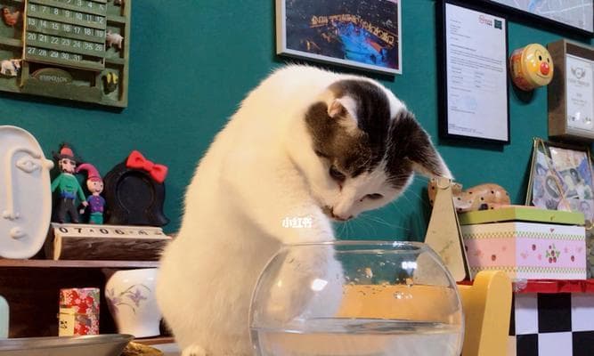 猫咪吃鱼的好处与禁忌（宠物猫每天吃鱼好不好？）