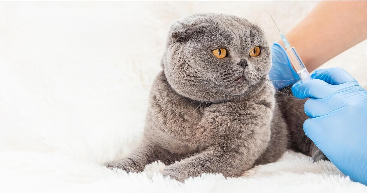 幼猫打疫苗、成猫打疫苗有什么不一样？接种时间及注意事项一次看懂