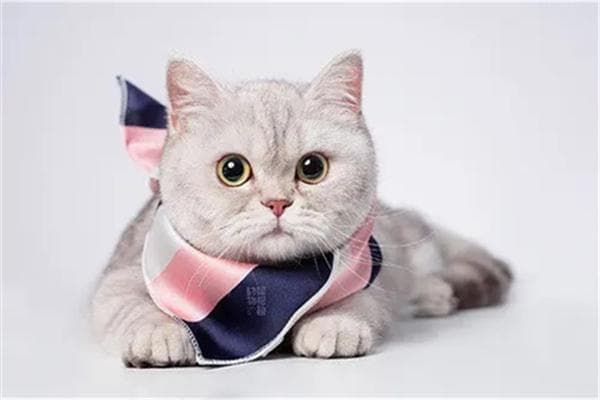 猫咪抑郁症的表现及改善方法