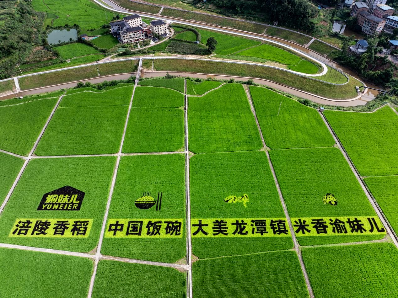 良田为纸产业着墨 龙潭镇绘就农业高质量发展图景