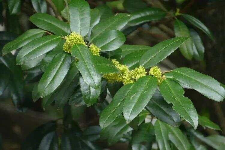 大叶冬青：一种兼具观赏与药用价值的植物