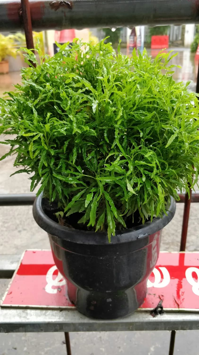 秋冬必备：艾草盆栽种植技巧