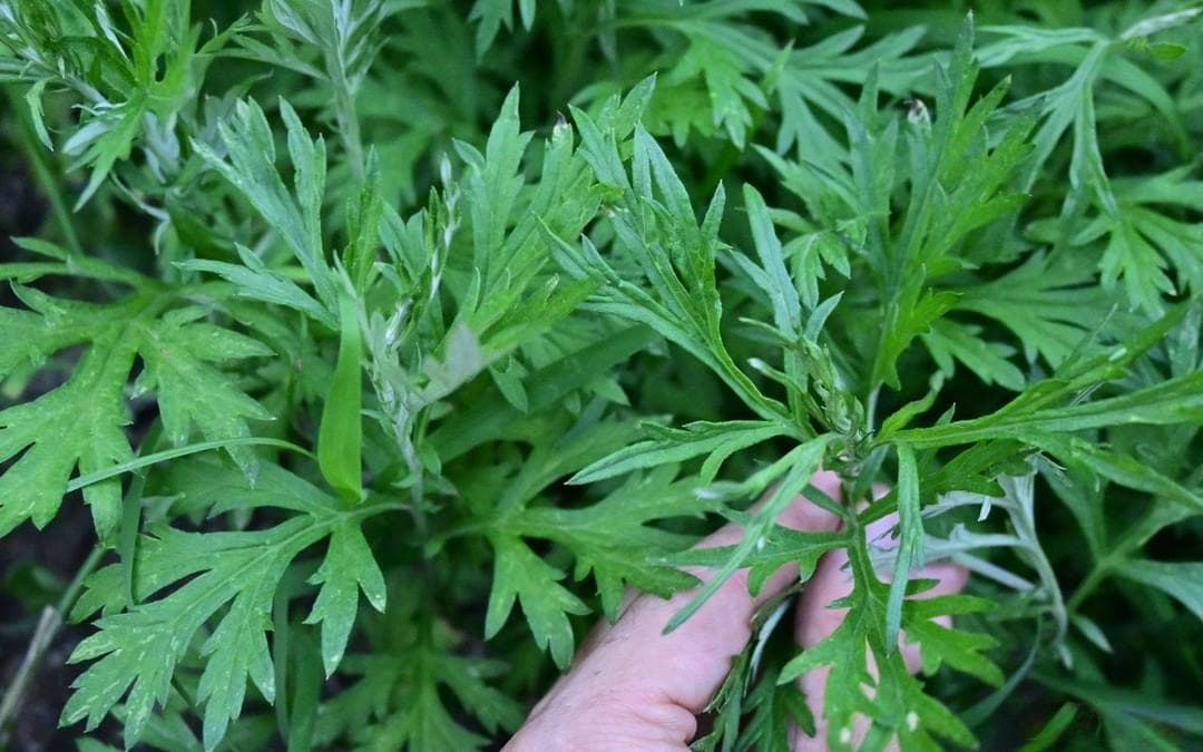 艾草煮陈醋，效果实在太厉害了，解决很多人的烦恼，快回家试试