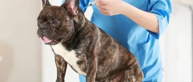 犬猫疫苗注射的必要性总结