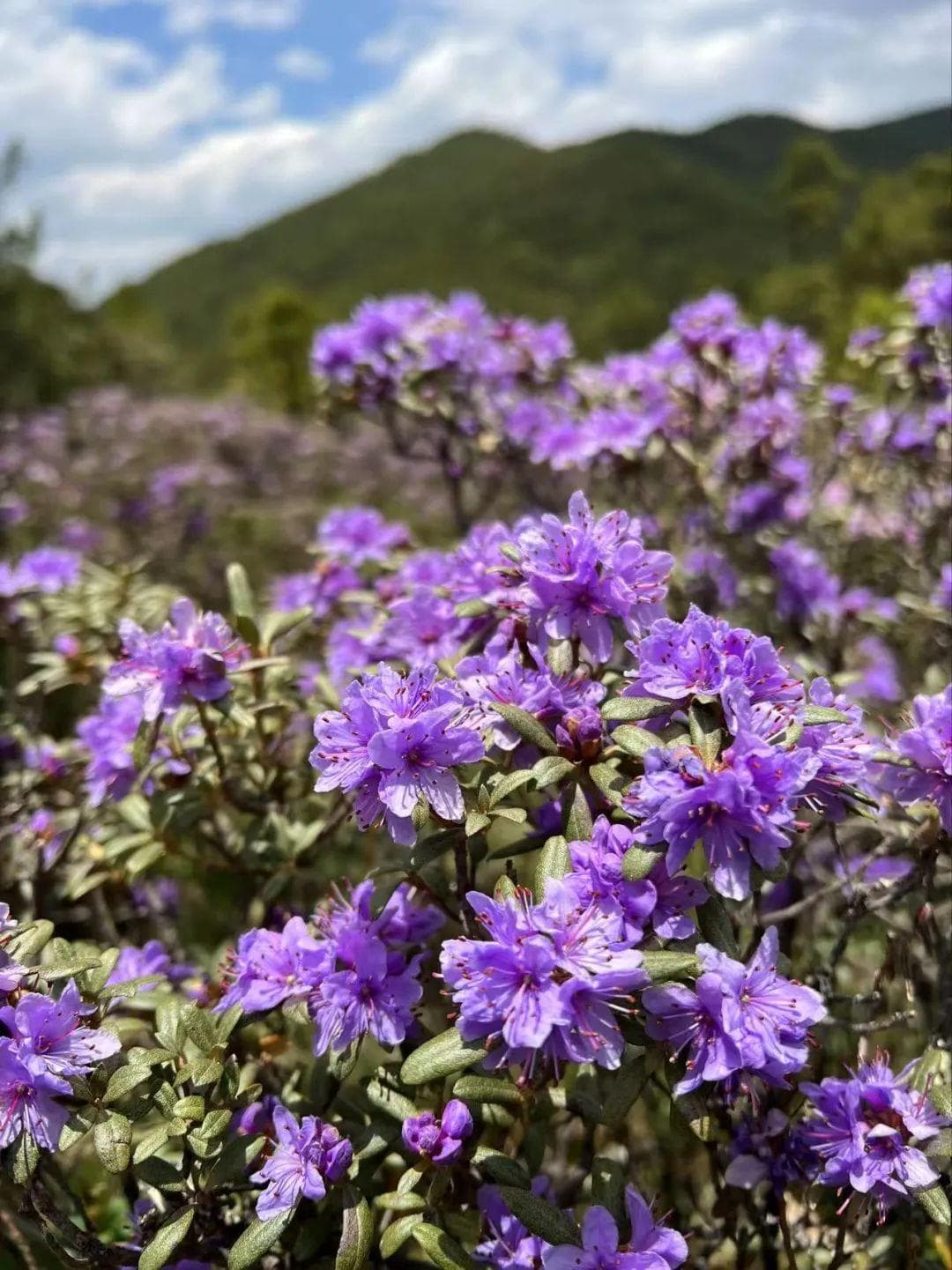 岚影凝香的高山杜鹃花