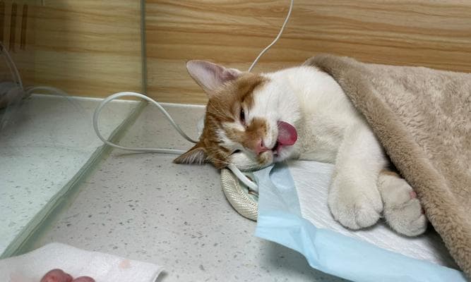 公猫绝育时机的选择（为何选择适当时机绝育）