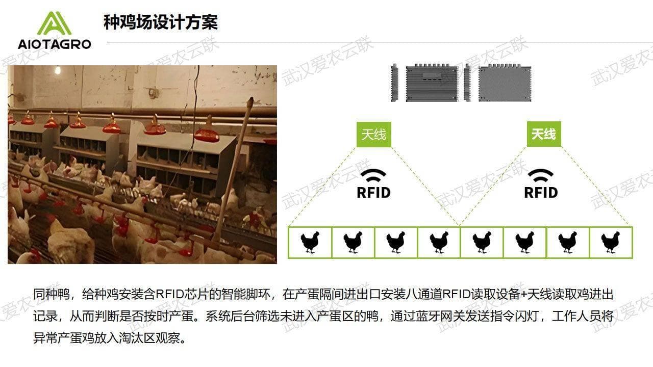 蛋鸡养殖智能化：鸡脚环设备提升产蛋率的全面方案