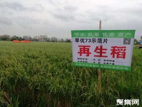 旱地种水稻什么品种好？耐旱水稻高产品种“旱优73”种植方法