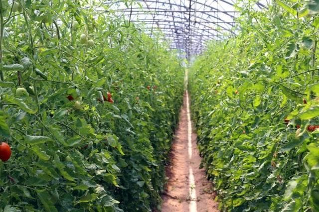 【农业技术】大棚番茄防冻措施