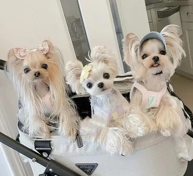 9种适合“新手”养的“小型犬”，你更喜欢哪个品种