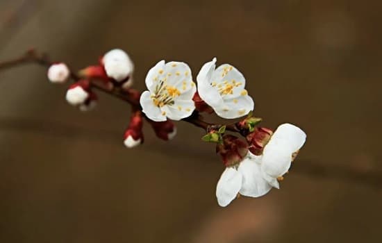 杏花的花期一般是几月份？