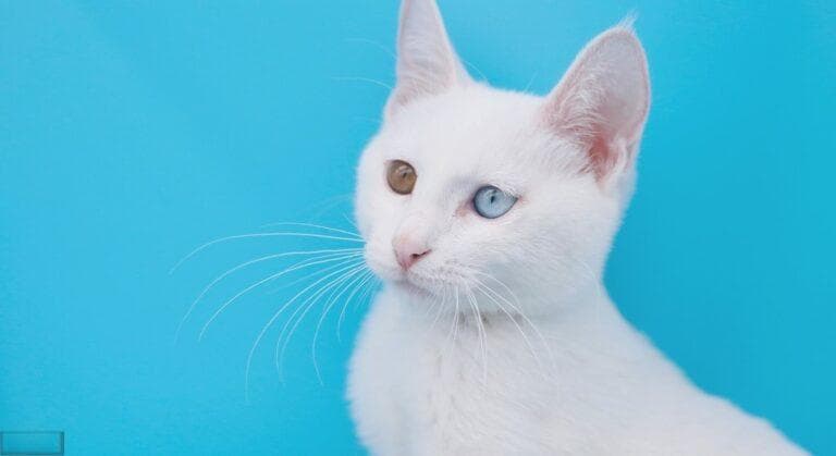 猫咪零食大盘点：9款常见零食的优缺点全解析