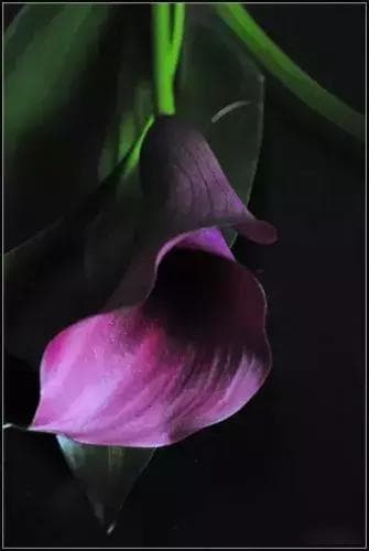 黑色马蹄莲花语是什么意思（简述马蹄莲的寓意及象征）