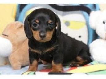 腊肠犬价格大揭秘：一般多少钱能带回家？