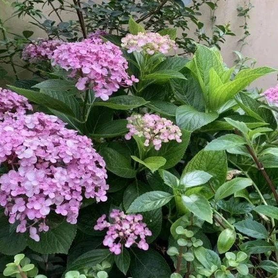 谁说阳台朝北养不了花？5种花，就适合北阳台，耐阴又皮实!