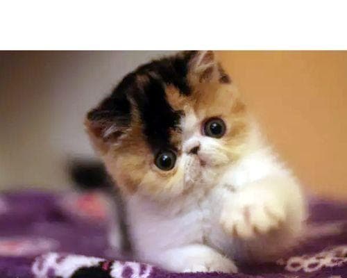 异国短毛猫的饲养方法（如何让异国短毛猫健康成长）