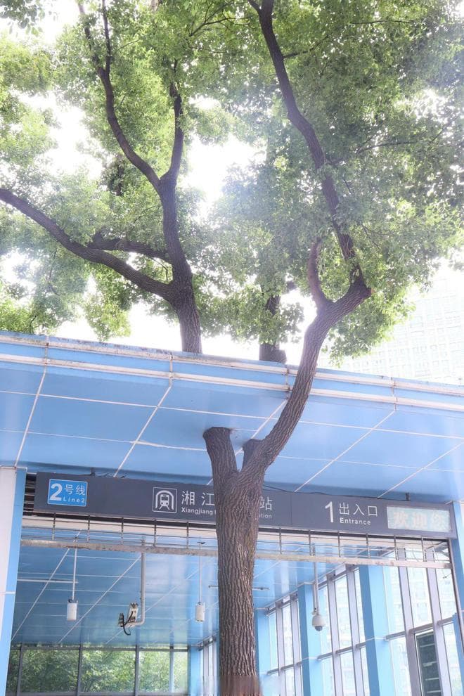 “植”此青绿！古树在长沙有多受宠？生态环境部都点名表扬了
