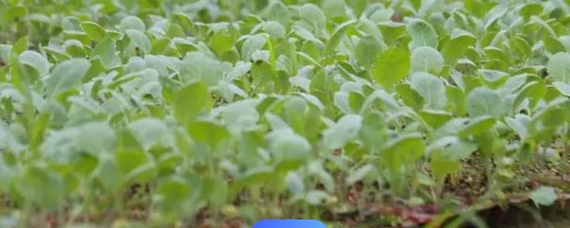过期牛奶能浇蔬菜吗？正确施用可当肥料