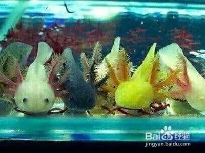 六角恐龙鱼缸布置指南：从鱼缸选择到温度控制