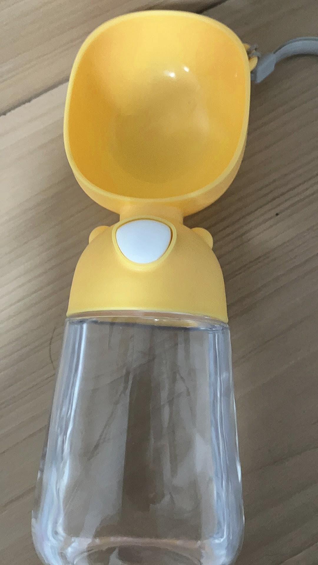 夏日炎炎，宠物如何安然度过