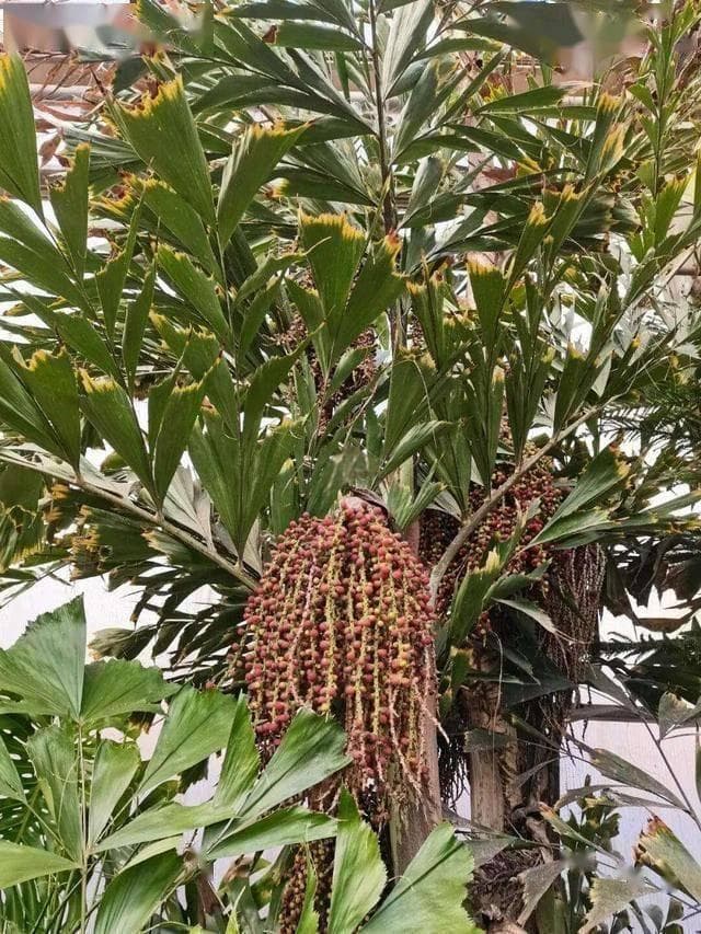 探秘鱼尾葵：热带风情“鱼尾扇”的栽培指南与生命密码