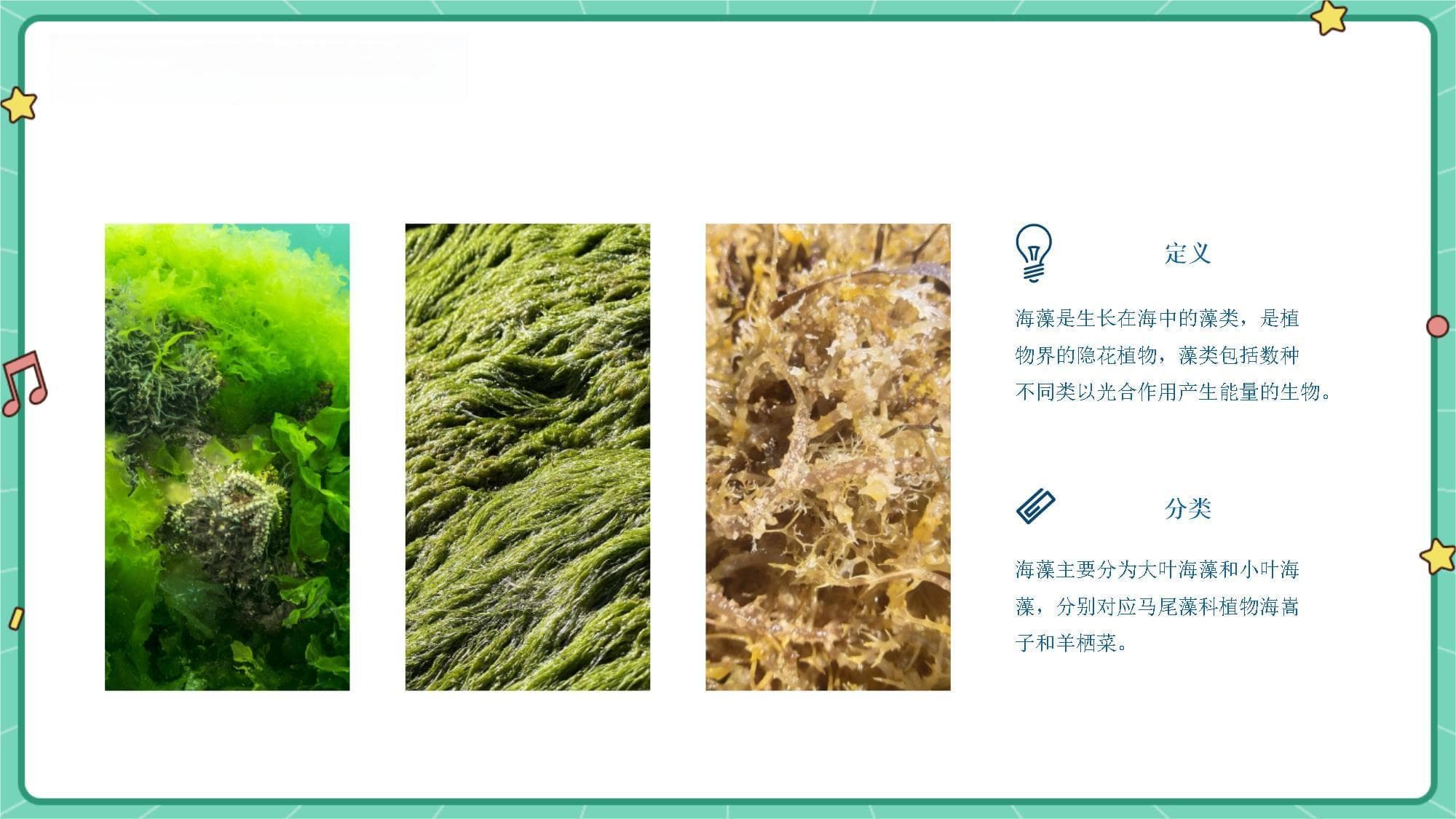 海藻与糖尿病：从传统应用到现代研究