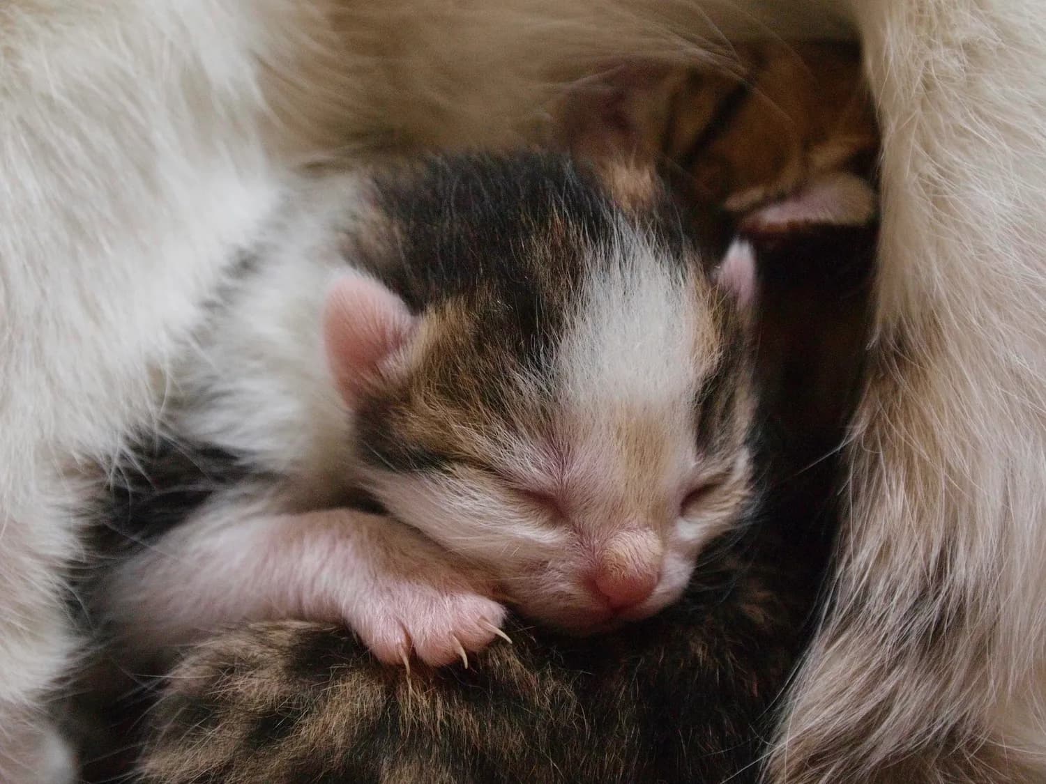孕期母猫营养指南：优质猫粮与新鲜肉类的完美搭配