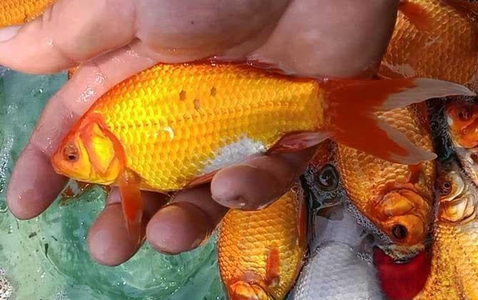 金鱼排出鱼籽怎么处理？
