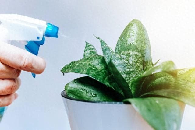 植物除醛还是空气净化器？一文详解除醛效果与方法