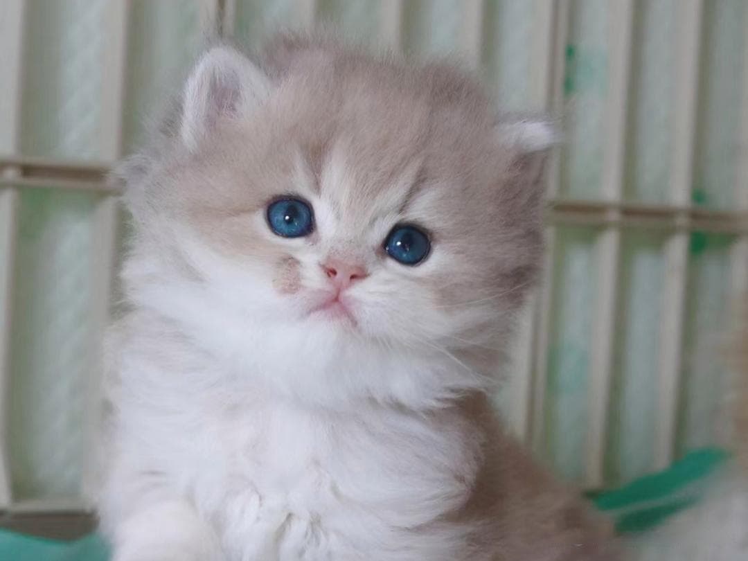 如何正确照顾刚出生的小猫