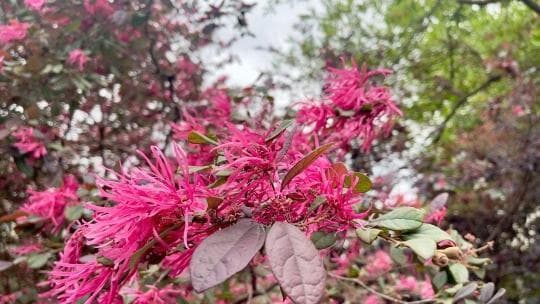 盛开时犹如礼花焰火，红花檵木“挂彩”春夏之交