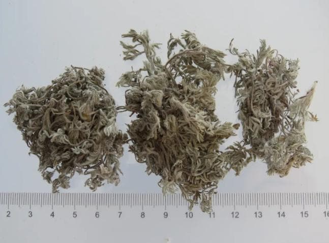《本草精荟》：利湿退黄：茵陈的功效与应用