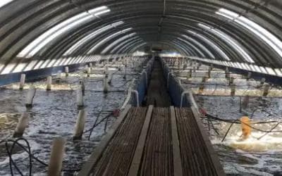 白虾高密度养殖水质标准管理