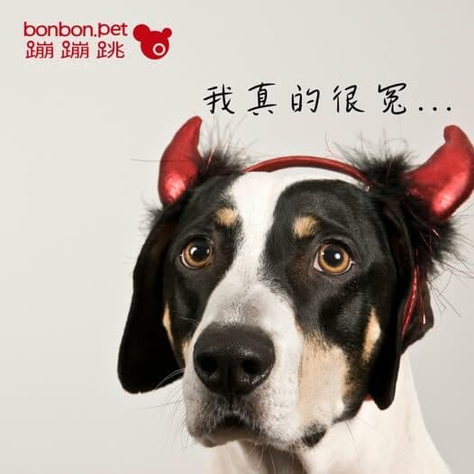 狗狗为什么突然咬人？解密狗狗攻击行为，避免被咬的方法！