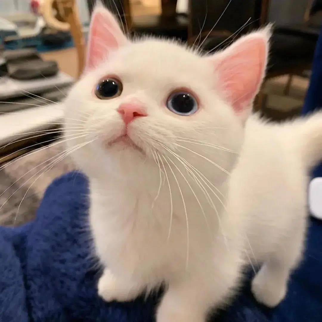 家用伍德灯与紫光灯识别猫咪猫藓