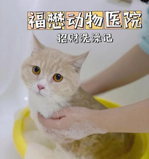 小猫多久能适应洗澡？适应洗澡的正确步骤是什么？