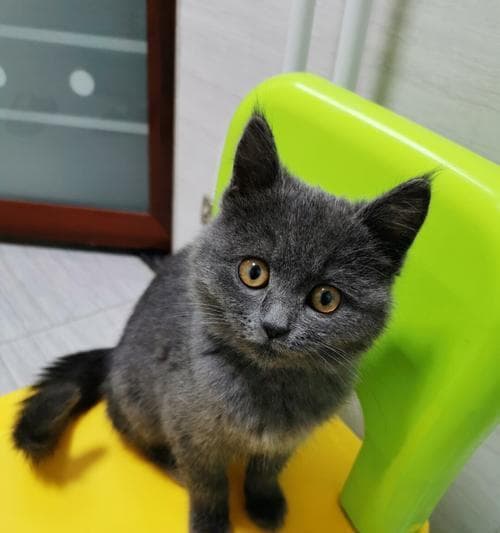 四个月小猫的成长之旅（从刚出生到四个月）