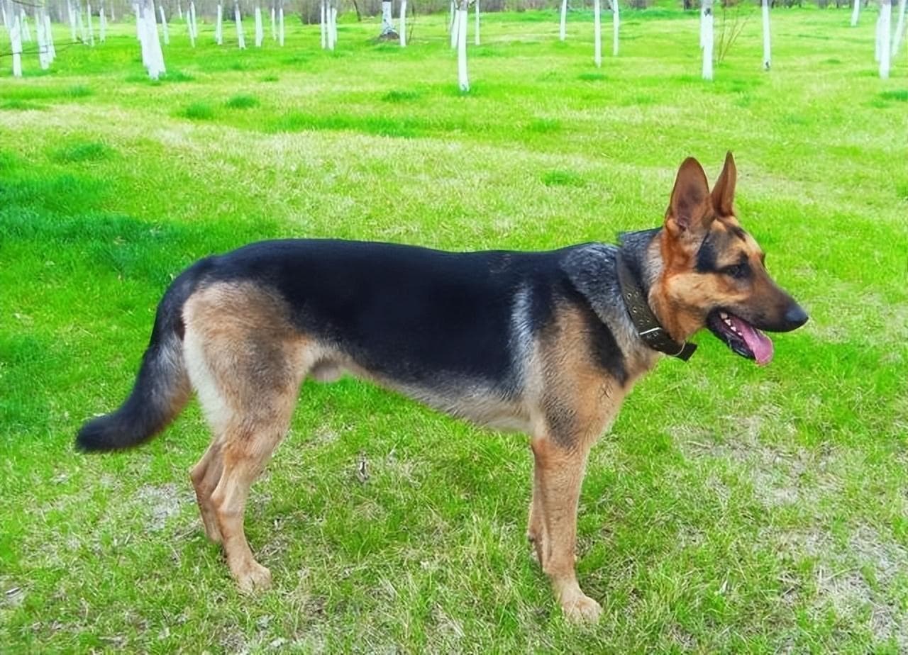 昆明犬：忠诚勇敢，灵活机敏的中国猛犬