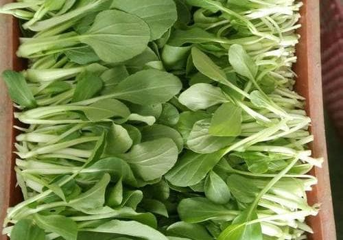 鸡毛菜：绿色健康的美味佳肴？